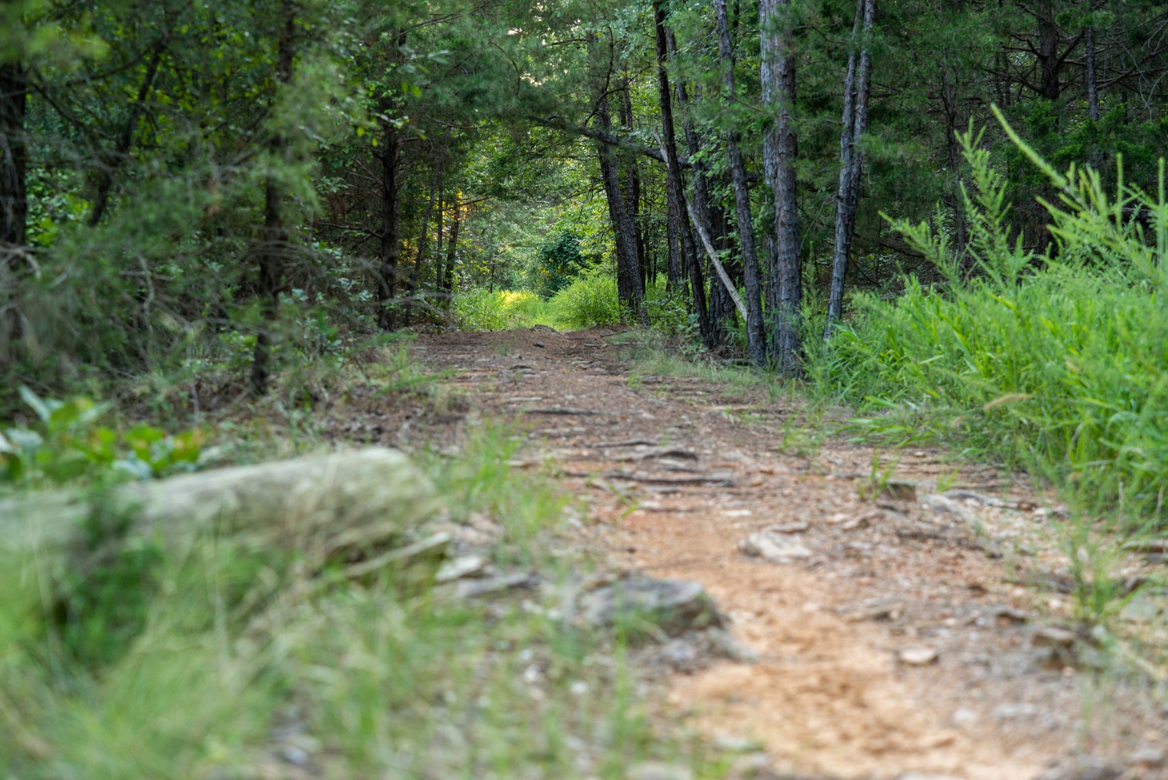 Image for Mena Timber Land | 4,636 Acres Auction