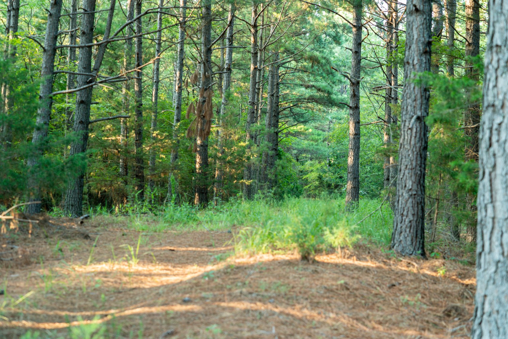 Image for Mena Timber Land | 4,636 Acres Auction