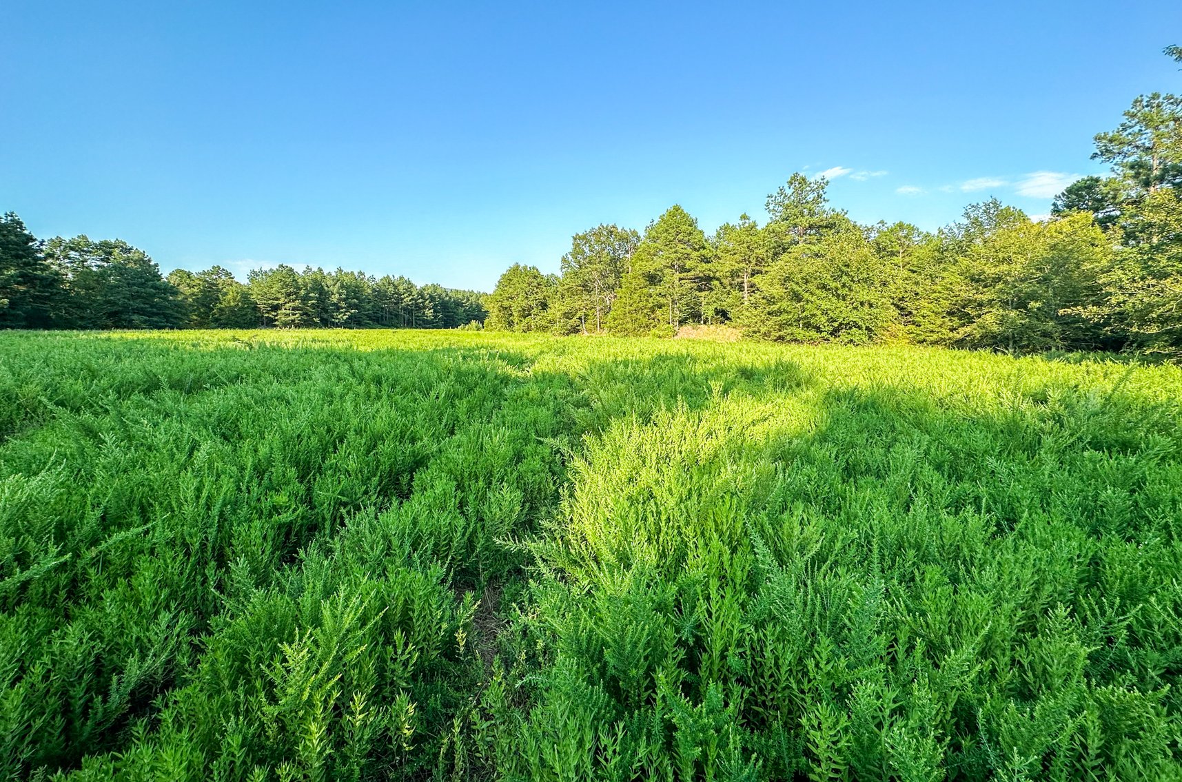 Image for Mena Timber Land | 4,636 Acres Auction