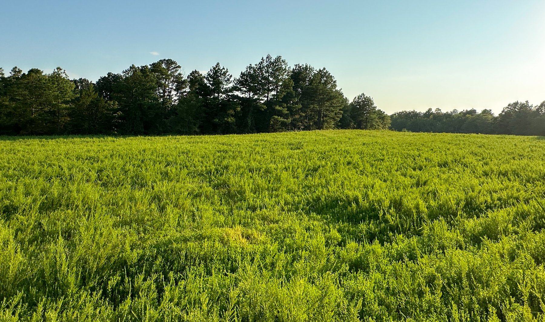 Image for Mena Timber Land | 4,636 Acres Auction