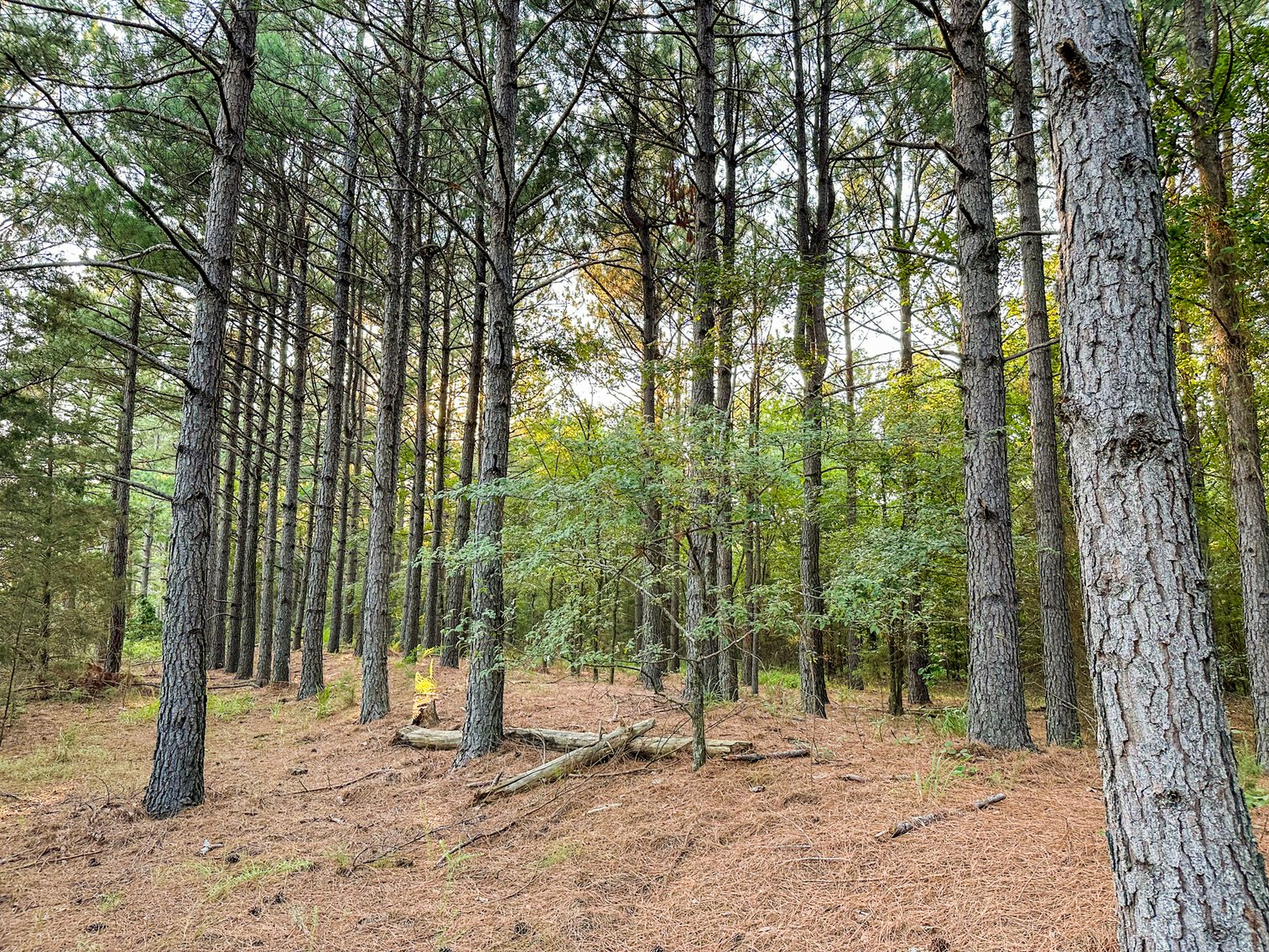 Image for Mena Timber Land | 4,636 Acres Auction