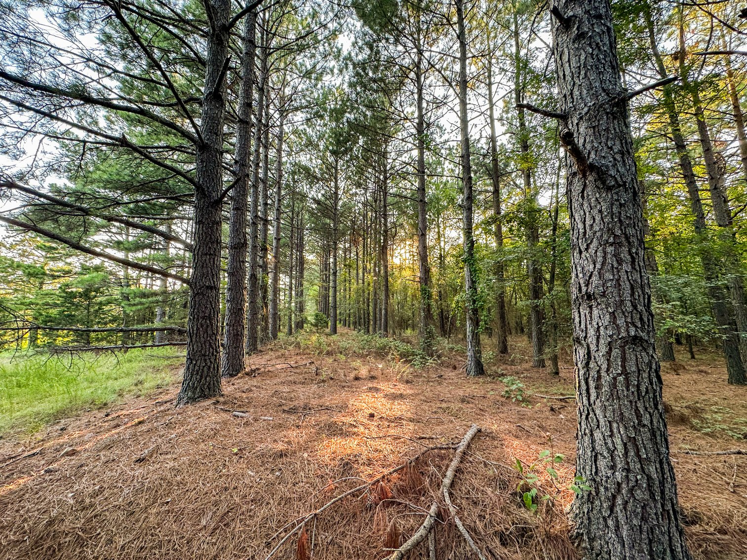 Image for Mena Timber Land | 4,636 Acres Auction
