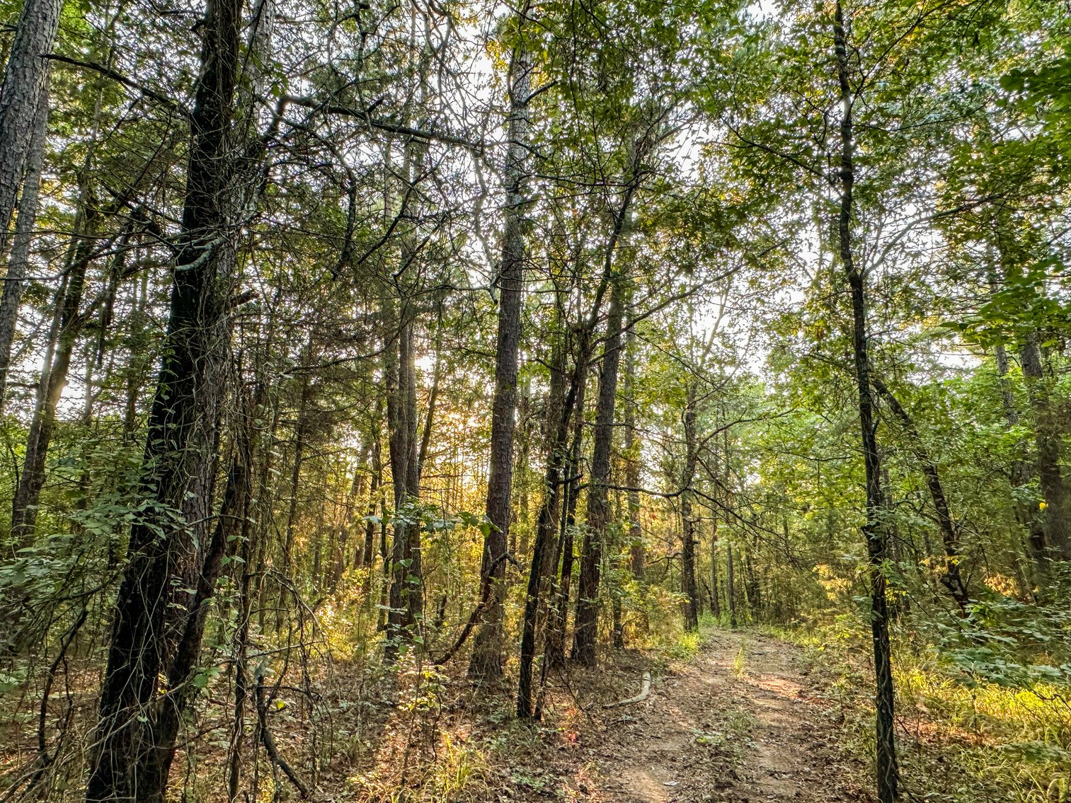 Image for Mena Timber Land | 4,636 Acres Auction