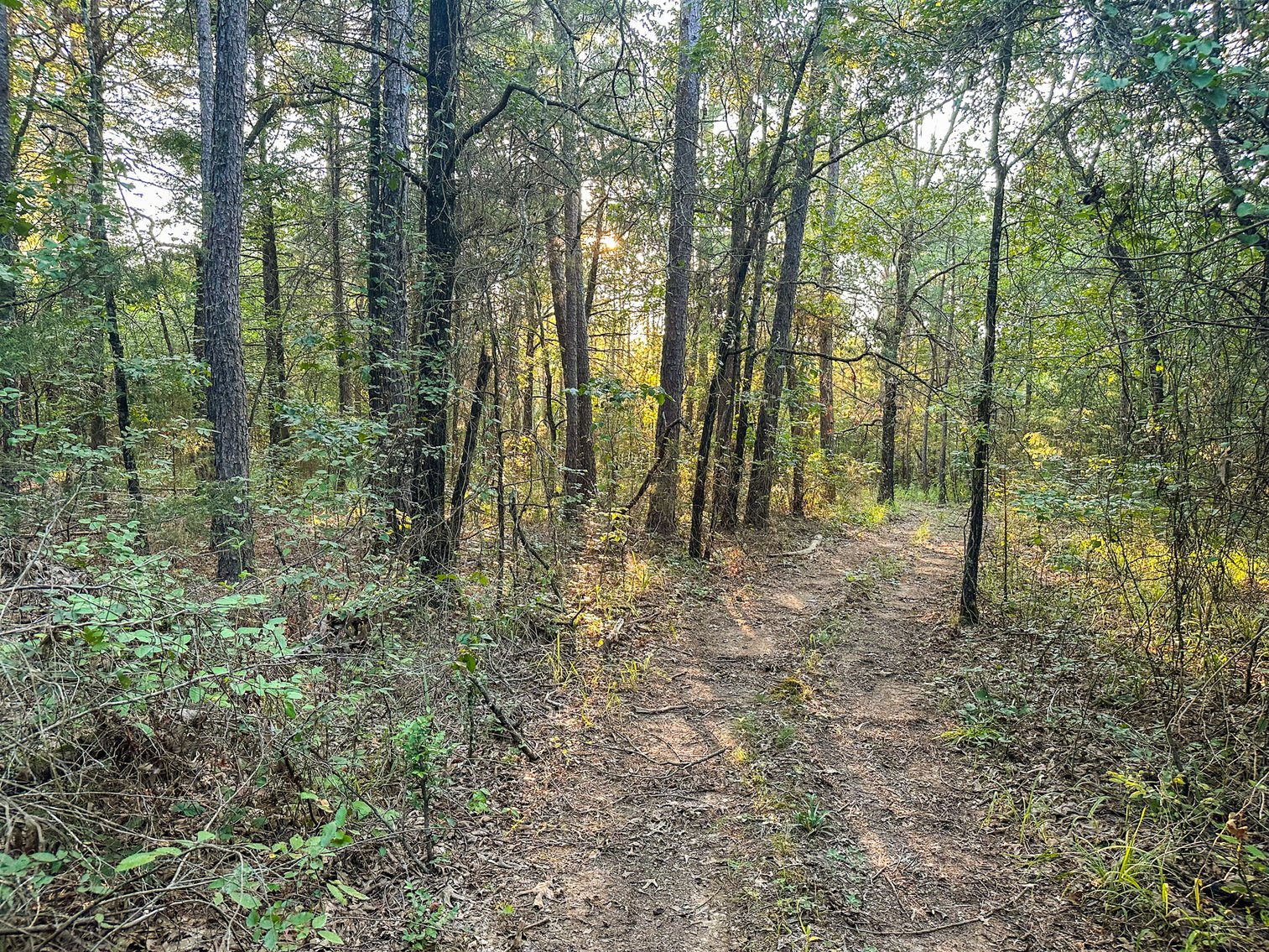 Image for Mena Timber Land | 4,636 Acres Auction