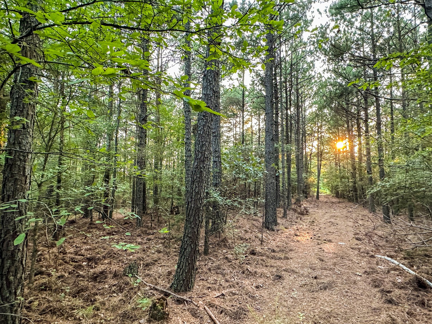 Image for Mena Timber Land | 4,636 Acres Auction