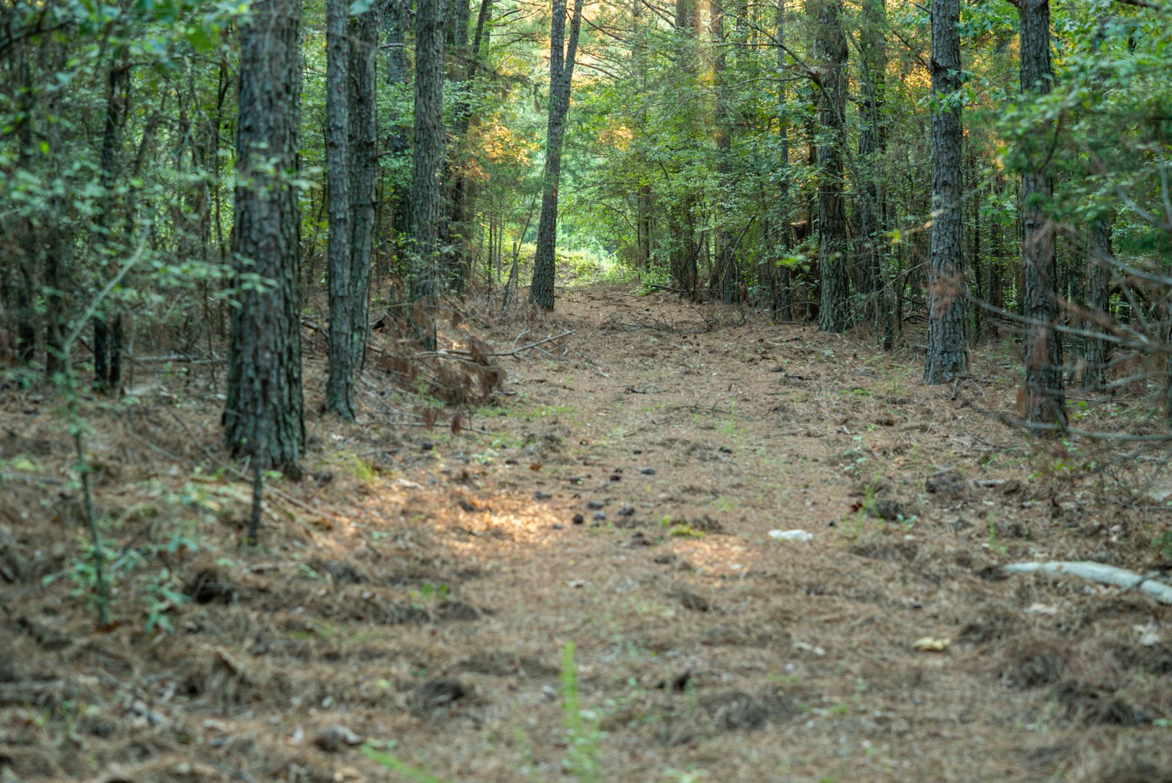 Image for Mena Timber Land | 4,636 Acres Auction