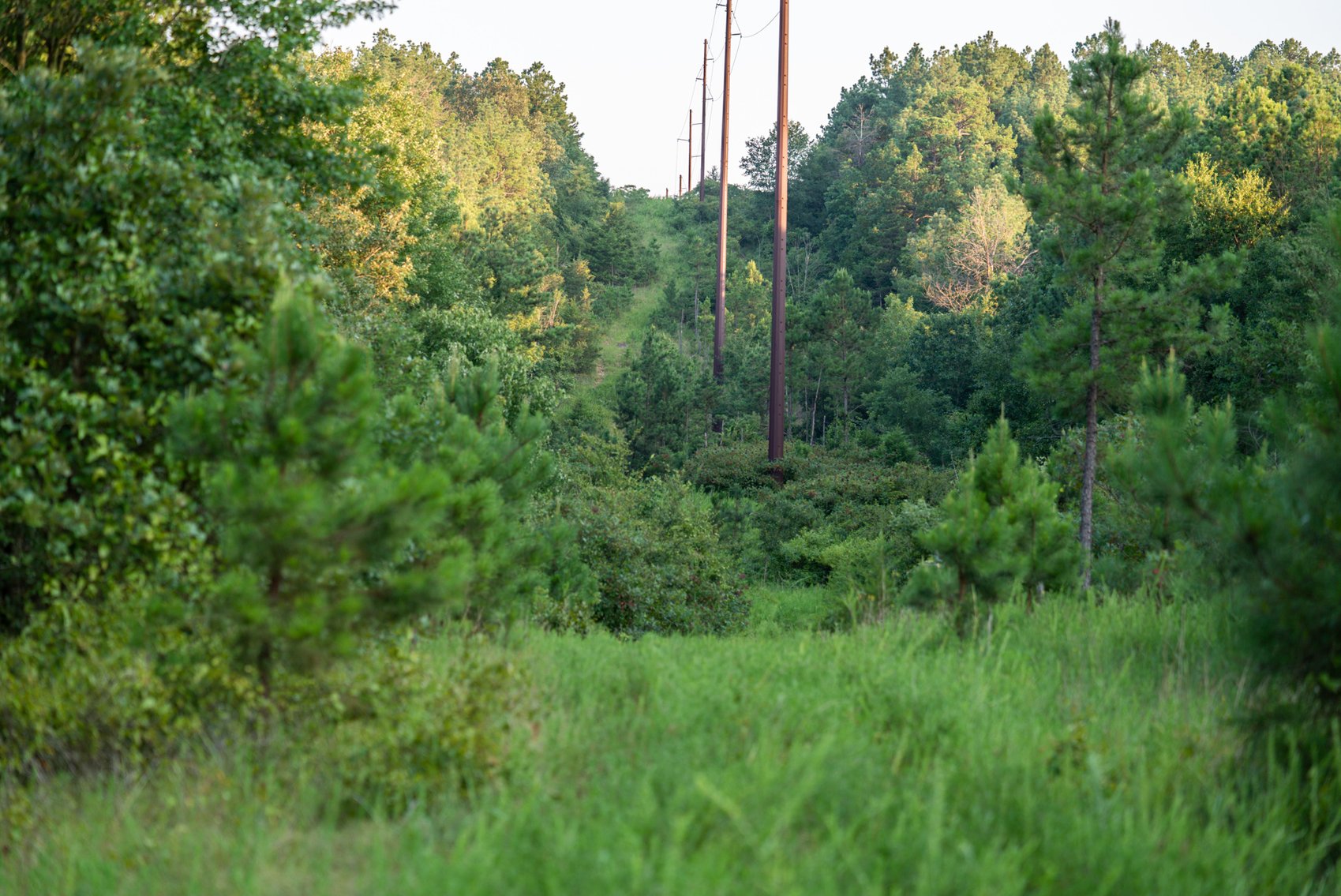 Image for Mena Timber Land | 4,636 Acres Auction