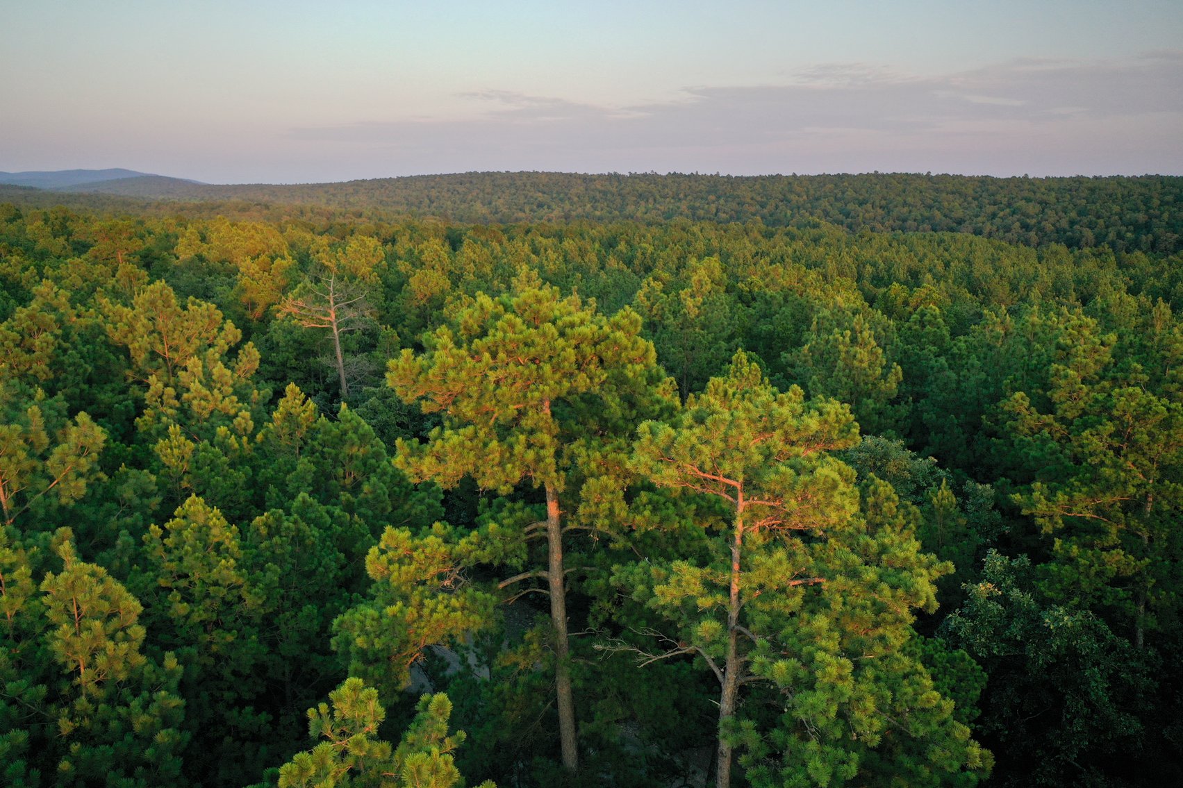 Image for Mena Timber Land | 4,636 Acres Auction