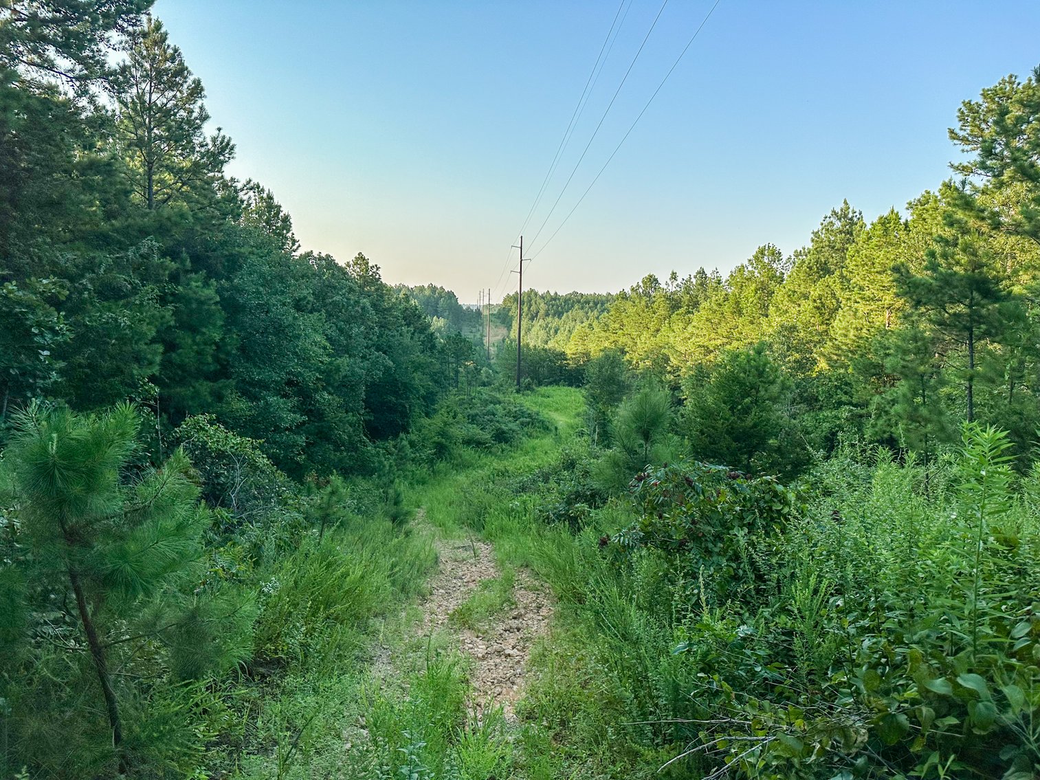 Image for Mena Timber Land | 4,636 Acres Auction