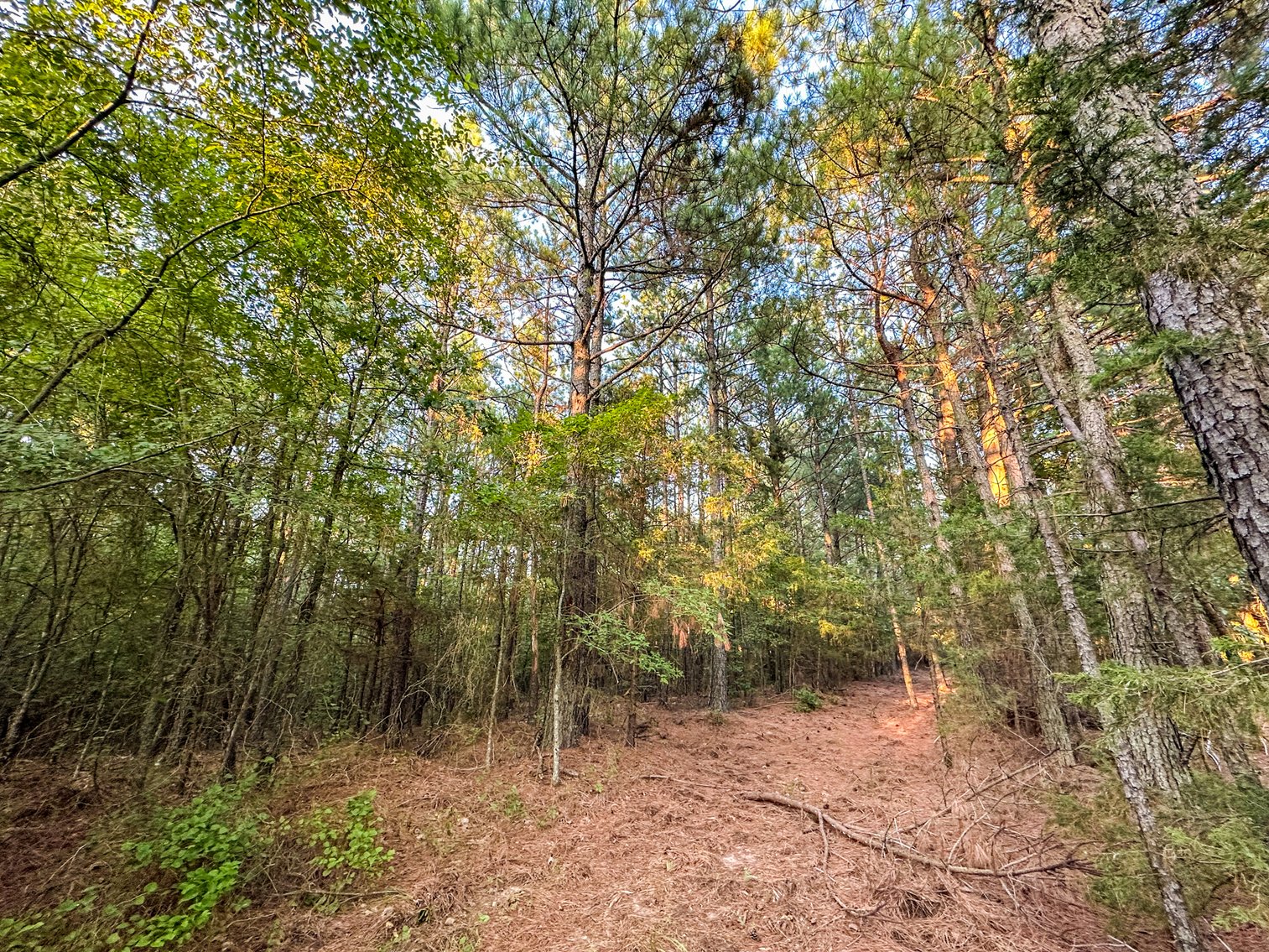 Image for Mena Timber Land | 4,636 Acres Auction