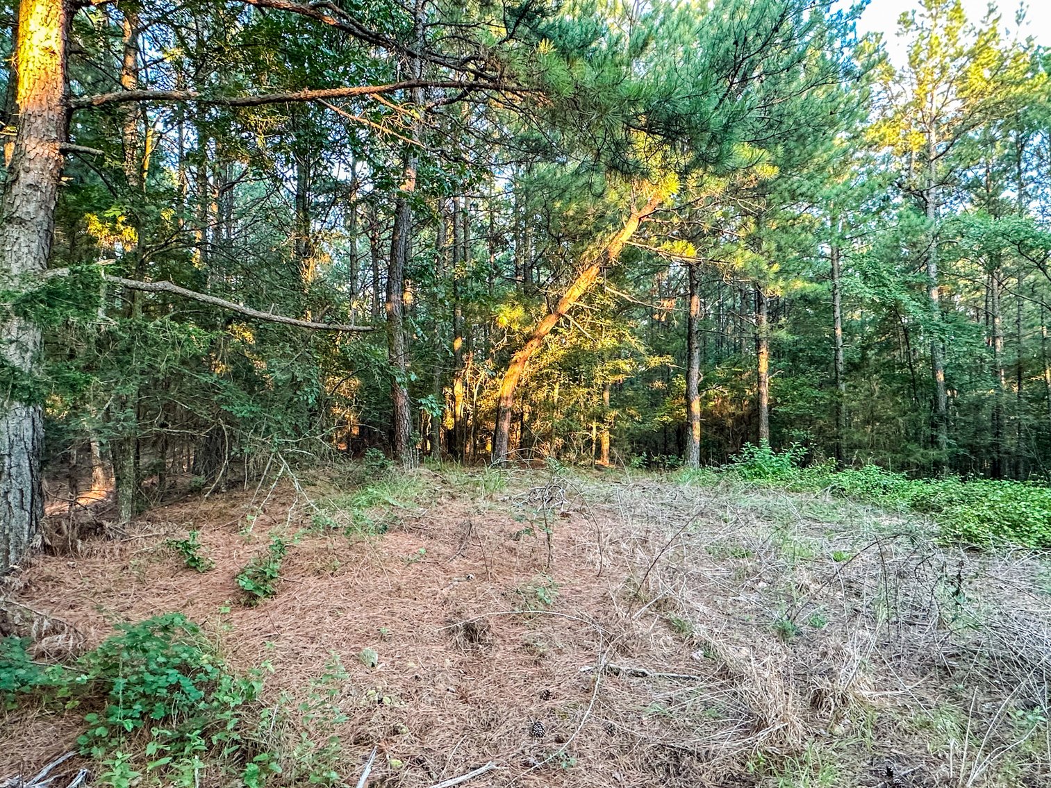 Image for Mena Timber Land | 4,636 Acres Auction
