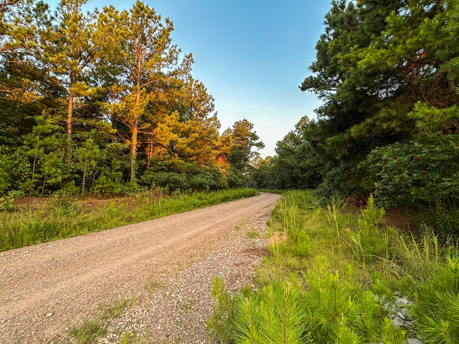 Image for Mena Timber Land | 4,636 Acres Auction