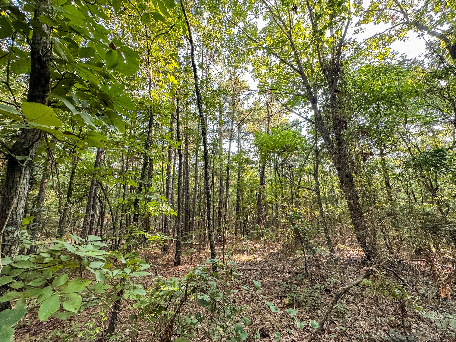 Image for Mena Timber Land | 4,636 Acres Auction