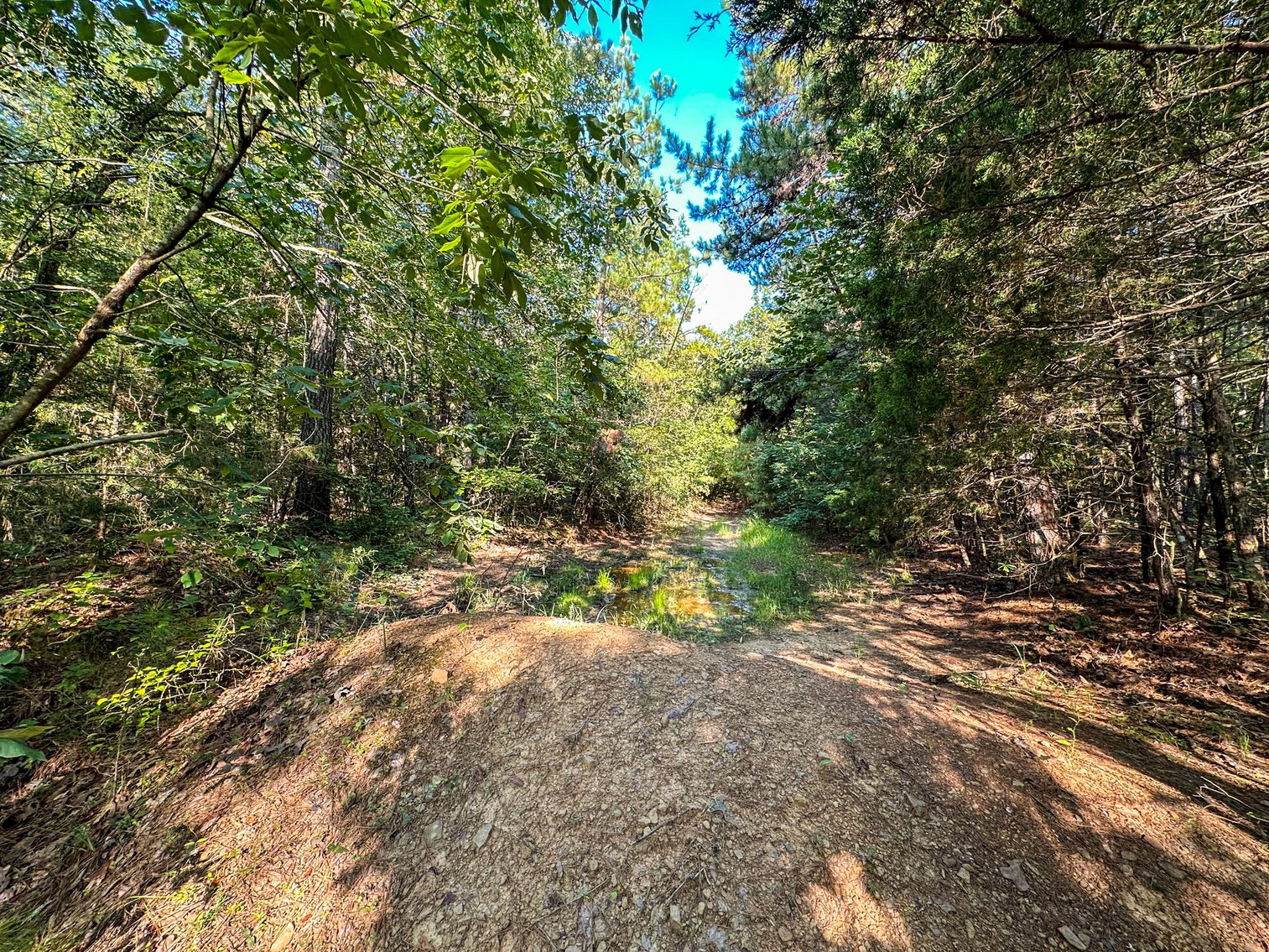 Image for Mena Timber Land | 4,636 Acres Auction