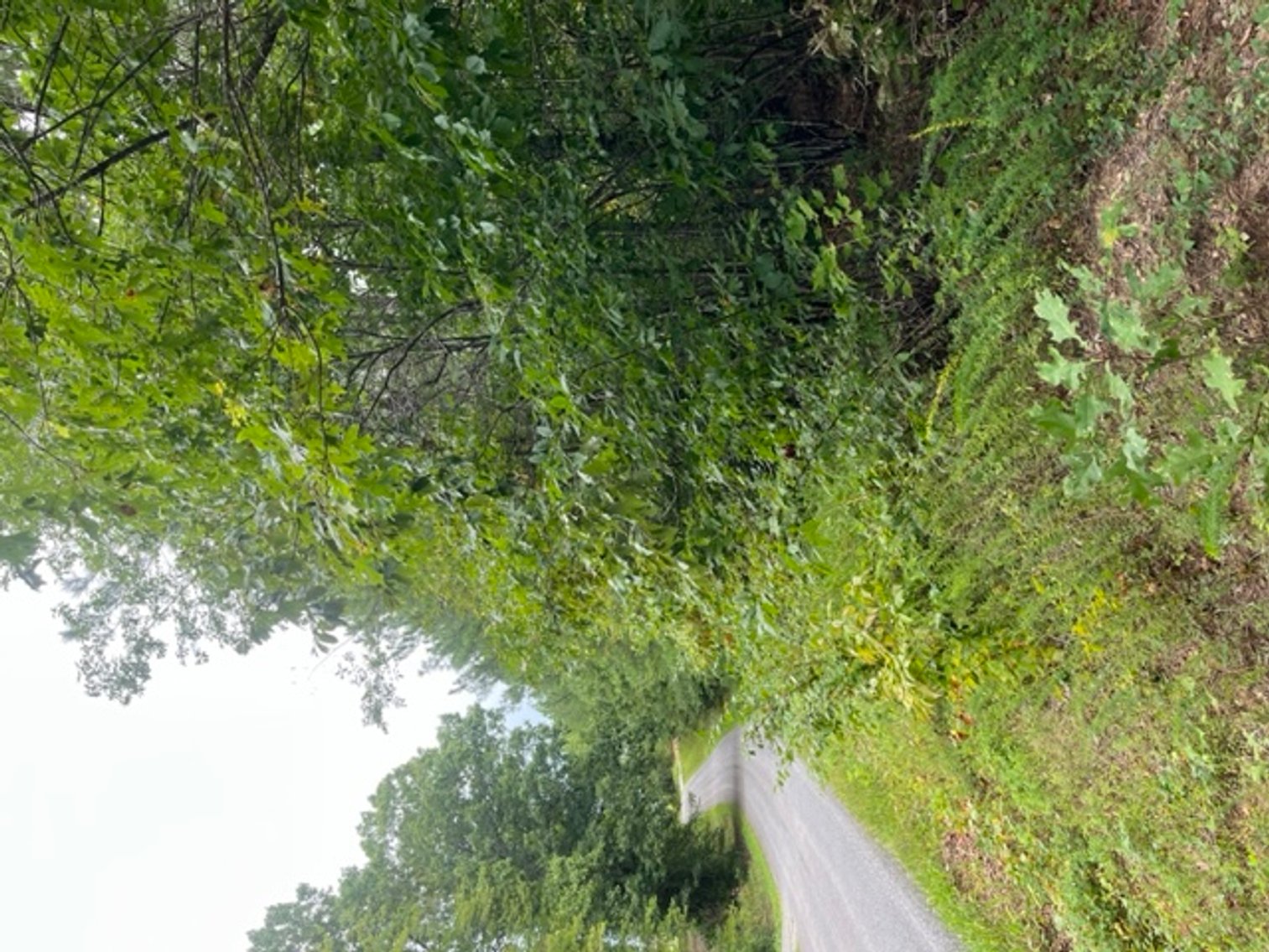 Image for Pittsylvania VA - 9.32 AC - 3 Buildable Lots - 00 Harbor Dr. Hurt VA 24563