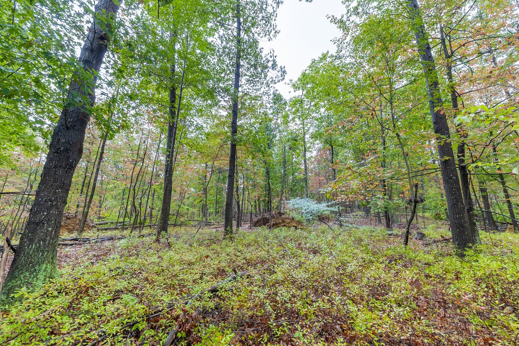 Image for 60 Lot Development Parcel 28 miles from Charlottesville, VA - May Ave