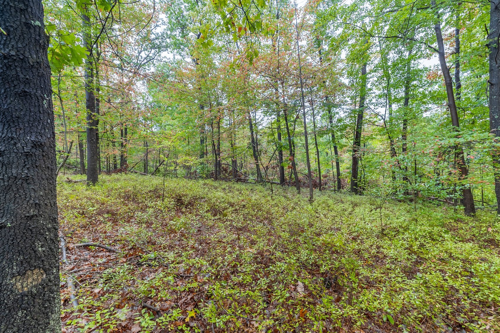 Image for 60 Lot Development Parcel 28 miles from Charlottesville, VA - May Ave