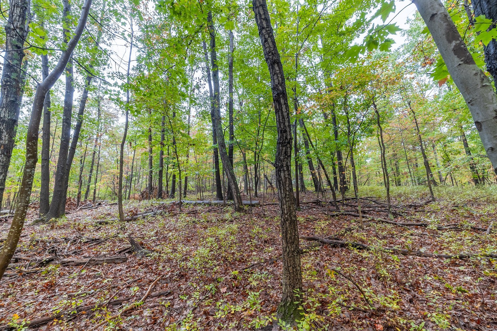 Image for 60 Lot Development Parcel 28 miles from Charlottesville, VA - May Ave