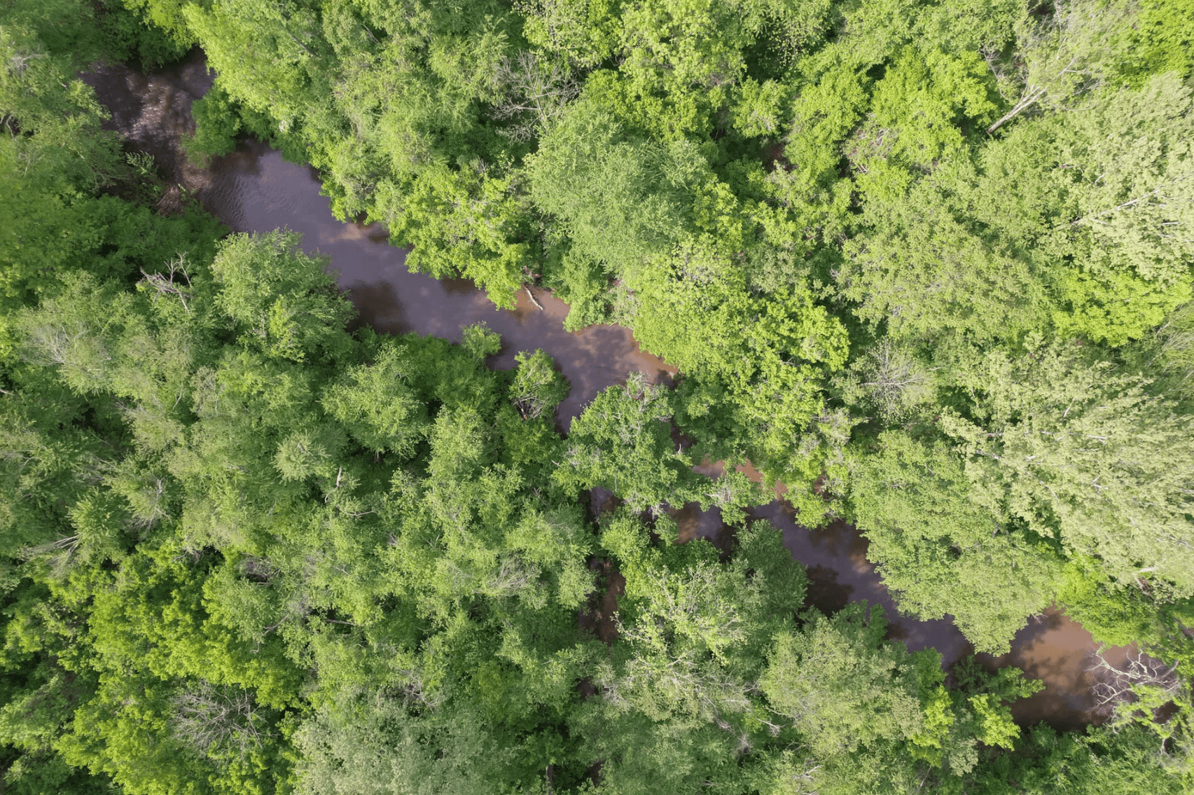 Image for 187+/- Acre Timber Investment Property in Albemarle County offered in 4 Parcels with 20 Division Rights