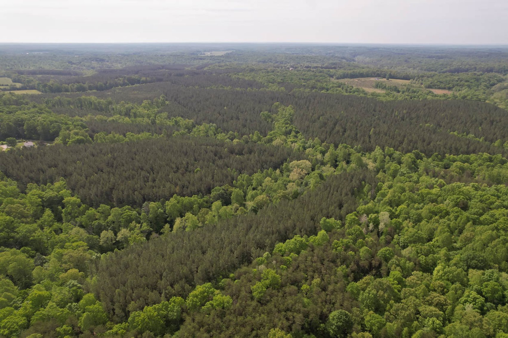 Image for 187+/- Acre Timber Investment Property in Albemarle County offered in 4 Parcels with 20 Division Rights