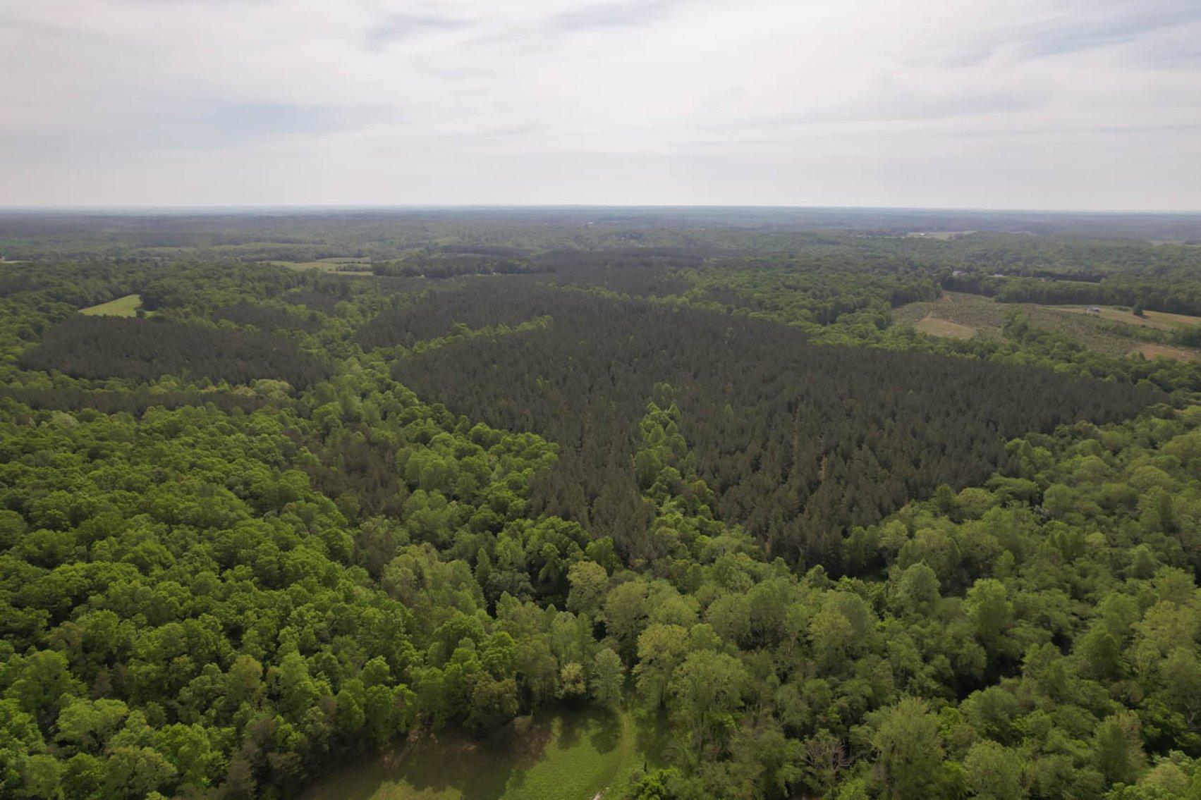 Image for 187+/- Acre Timber Investment Property in Albemarle County offered in 4 Parcels with 20 Division Rights