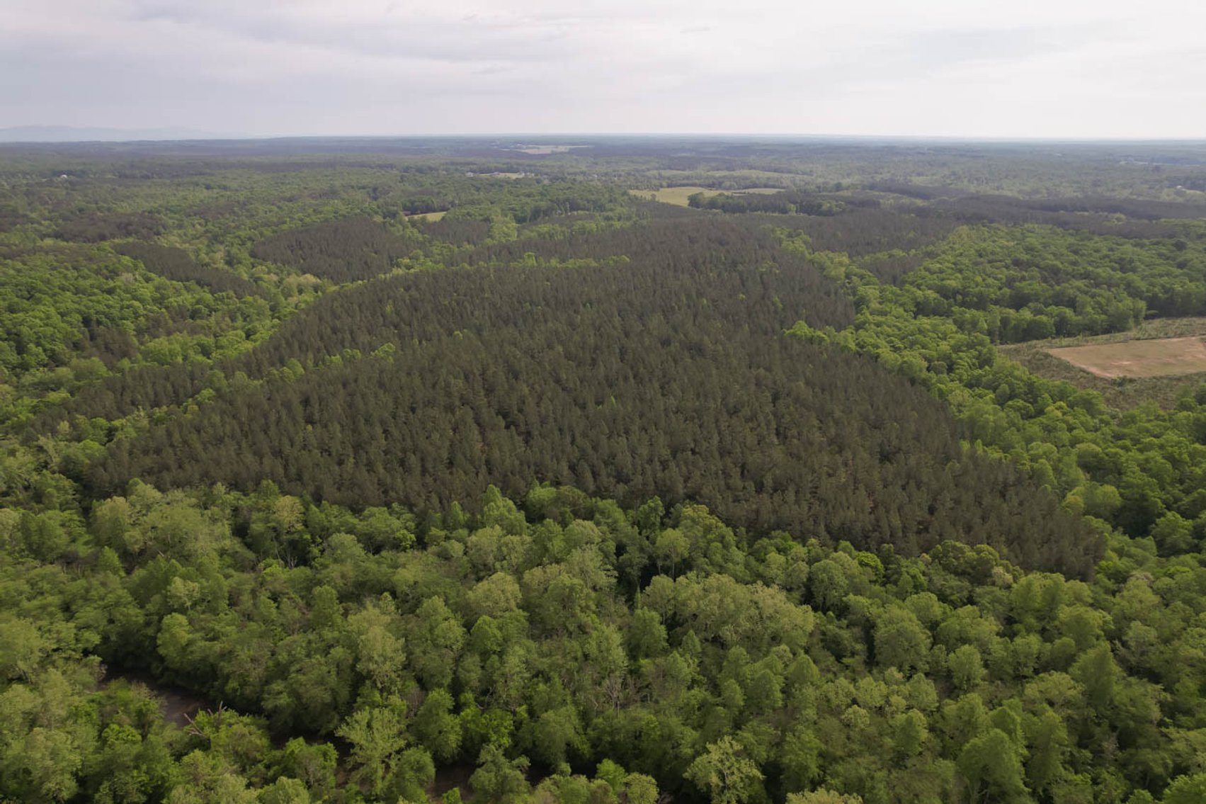 Image for 187+/- Acre Timber Investment Property in Albemarle County offered in 4 Parcels with 20 Division Rights