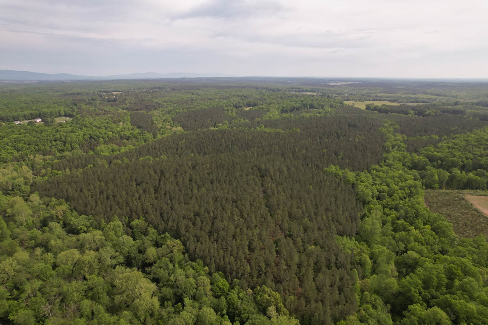 Image for 187+/- Acre Timber Investment Property in Albemarle County offered in 4 Parcels with 20 Division Rights