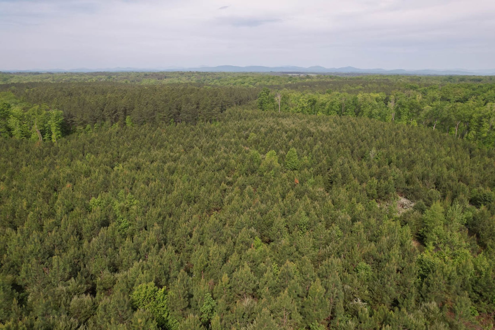 Image for 187+/- Acre Timber Investment Property in Albemarle County offered in 4 Parcels with 20 Division Rights