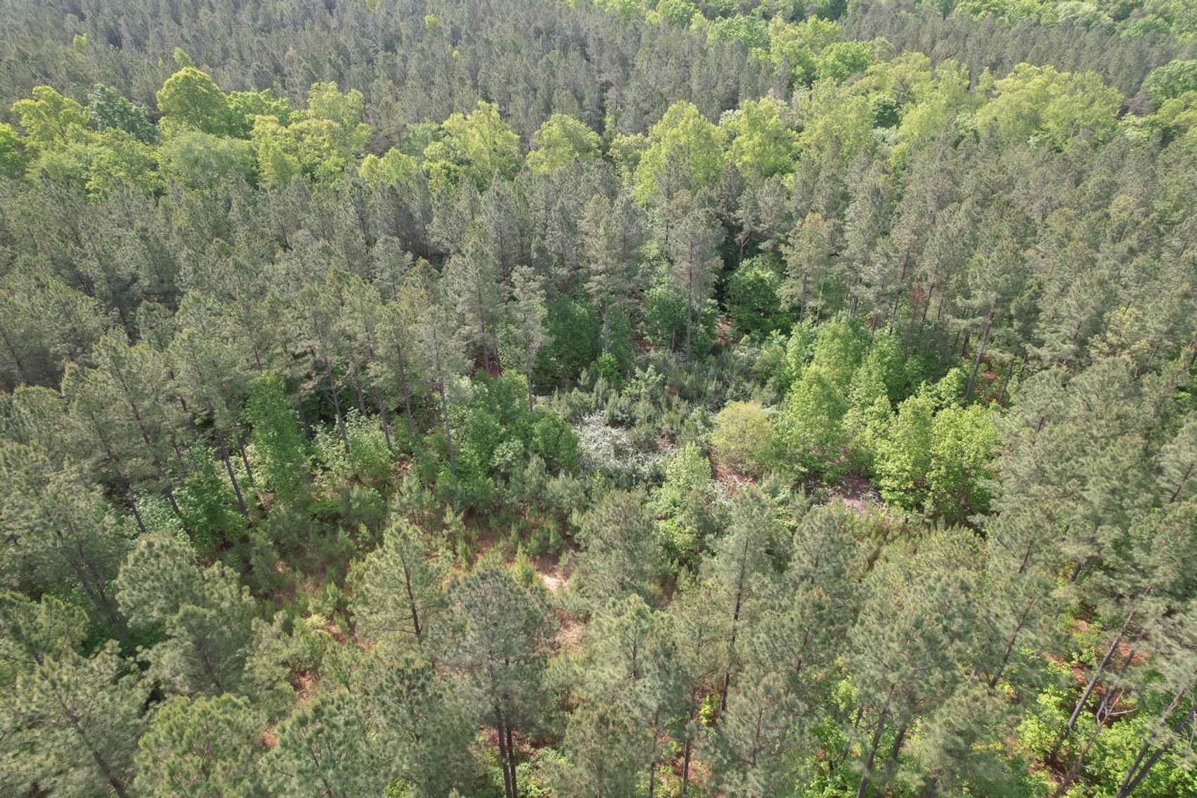 Image for 187+/- Acre Timber Investment Property in Albemarle County offered in 4 Parcels with 20 Division Rights
