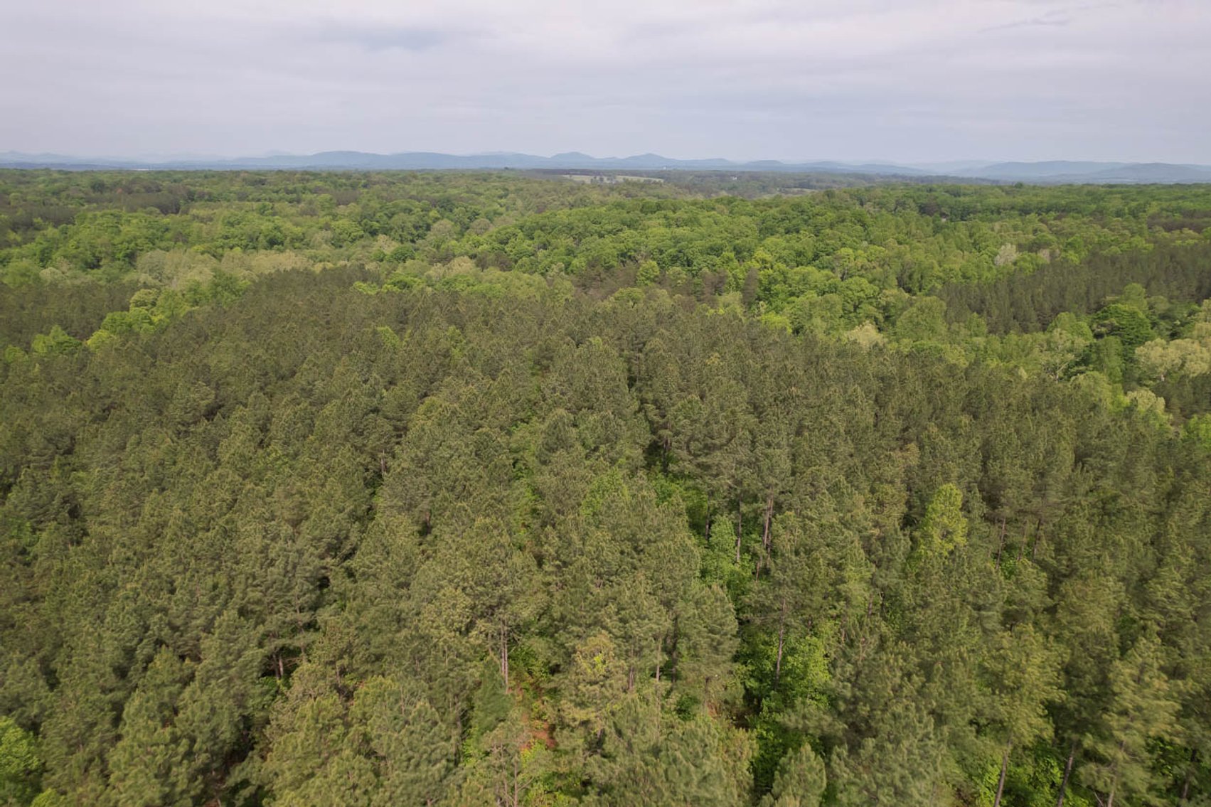 Image for 187+/- Acre Timber Investment Property in Albemarle County offered in 4 Parcels with 20 Division Rights