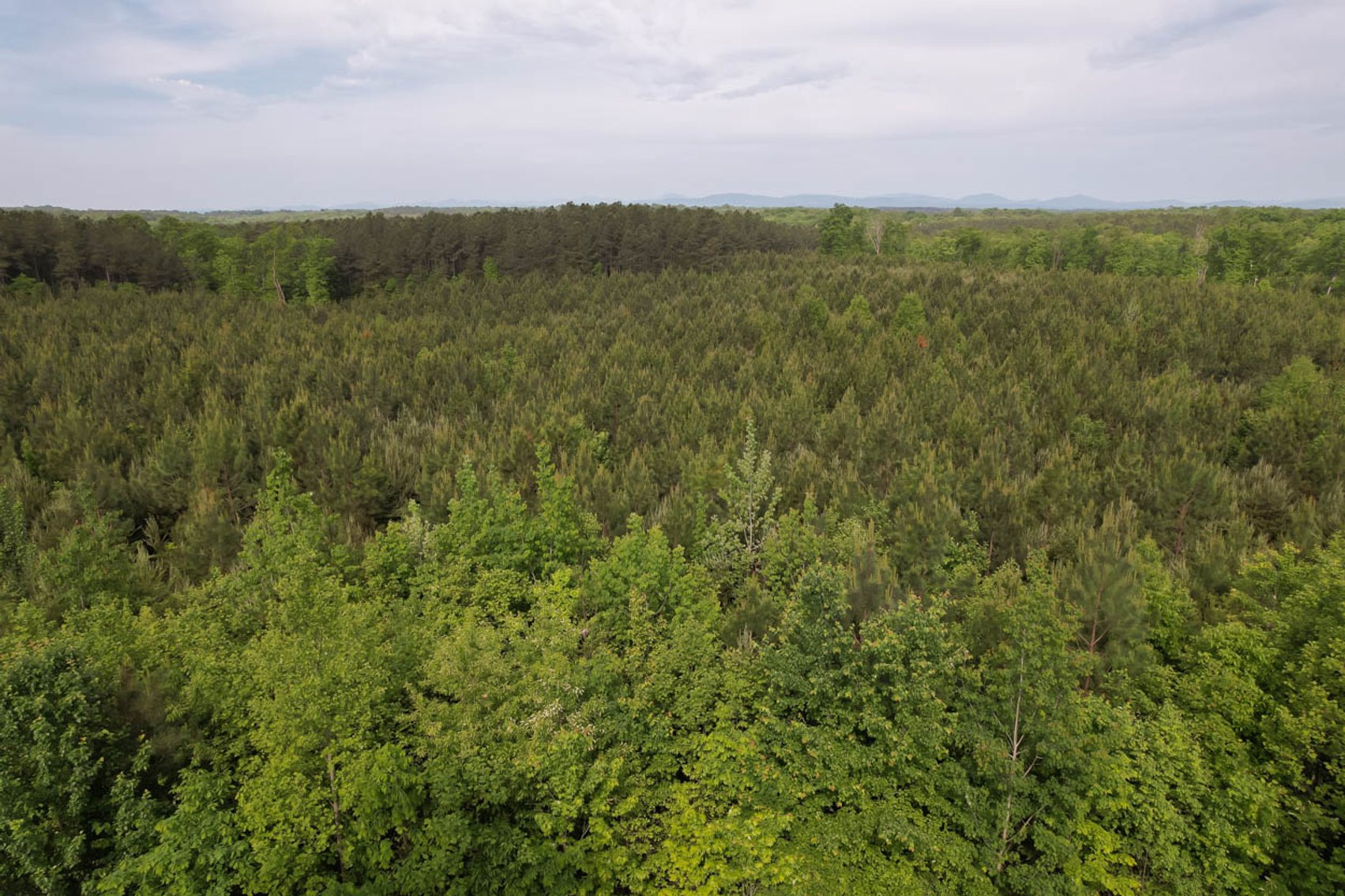 Image for 187+/- Acre Timber Investment Property in Albemarle County offered in 4 Parcels with 20 Division Rights