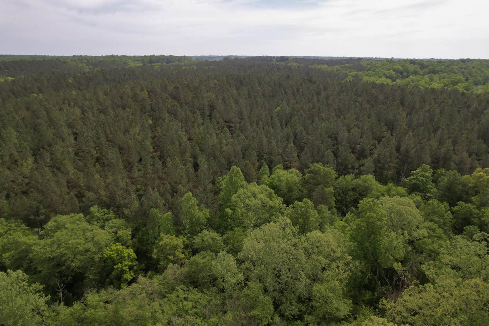 Image for 187+/- Acre Timber Investment Property in Albemarle County offered in 4 Parcels with 20 Division Rights