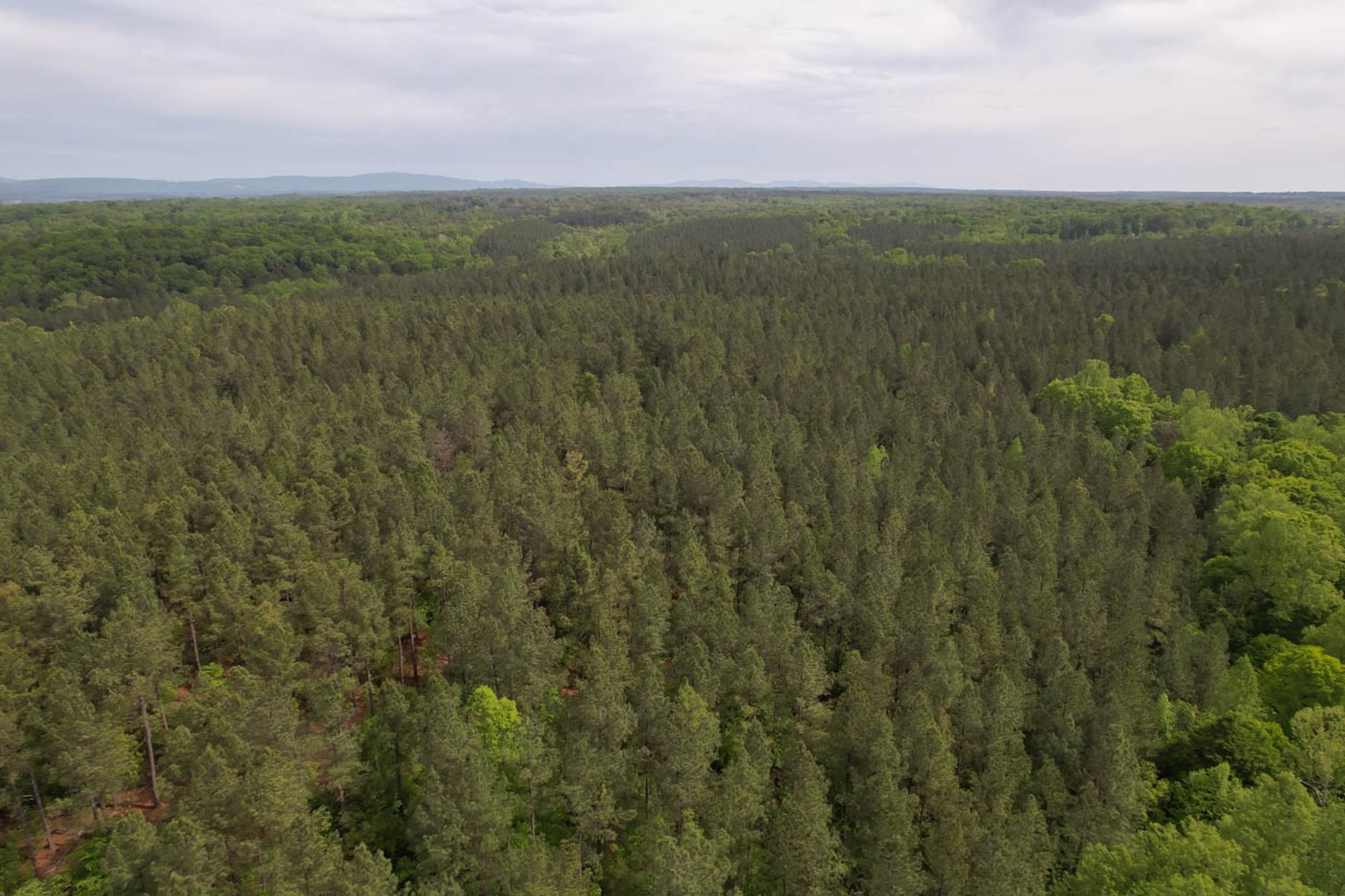 Image for 187+/- Acre Timber Investment Property in Albemarle County offered in 4 Parcels with 20 Division Rights