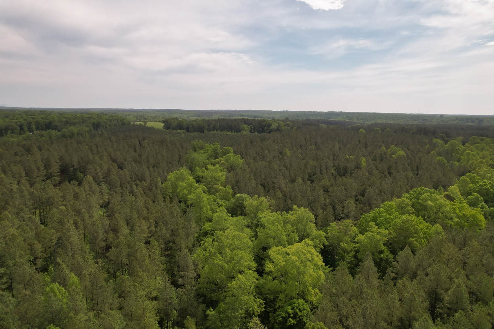 Image for 187+/- Acre Timber Investment Property in Albemarle County offered in 4 Parcels with 20 Division Rights