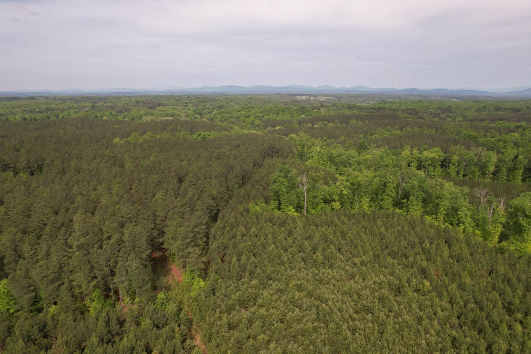 Image for 187+/- Acre Timber Investment Property in Albemarle County offered in 4 Parcels with 20 Division Rights