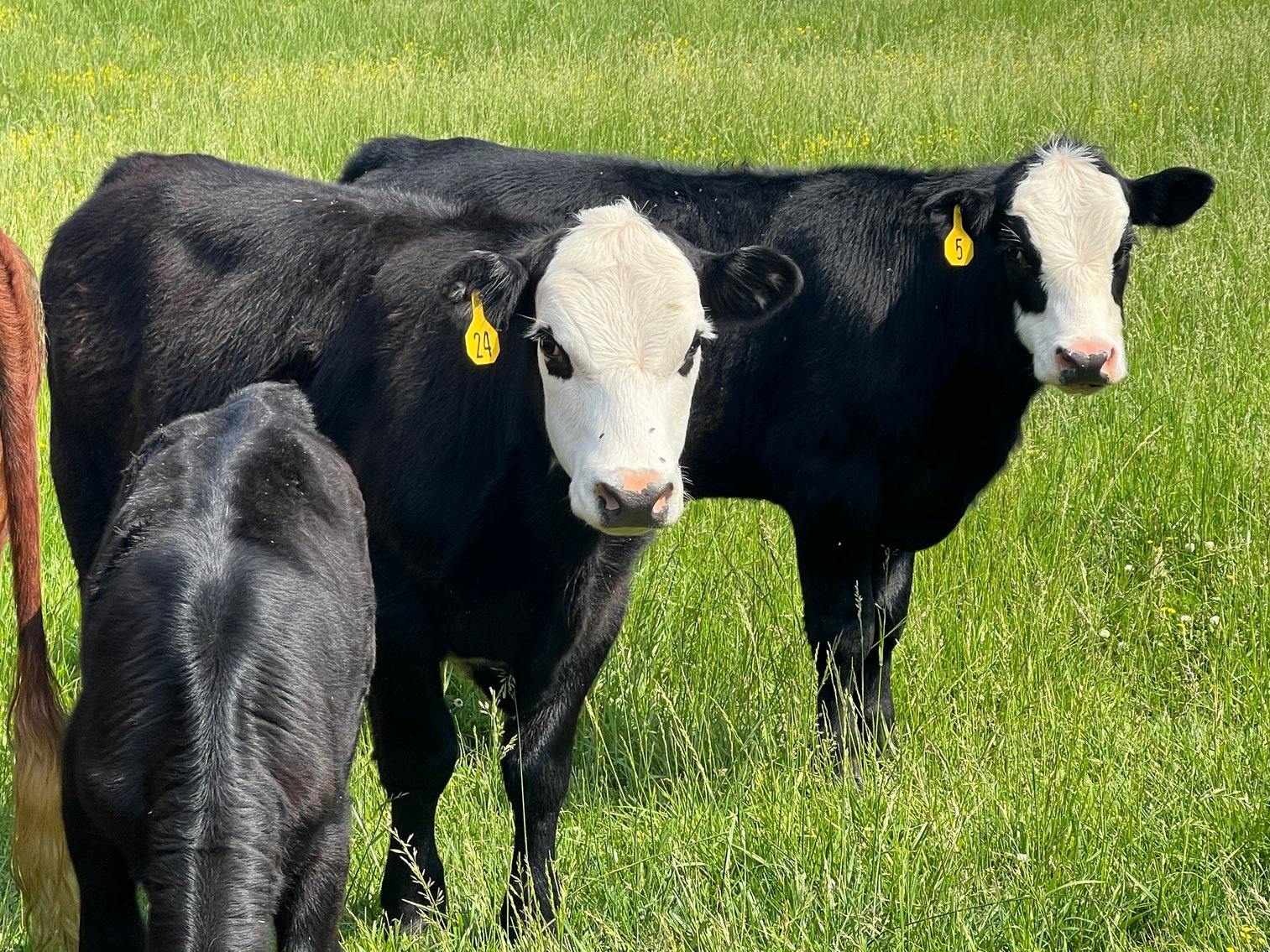 Image for Heifer and Steer Liquidation