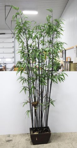 Image for Tinkling Spring Gallery #153