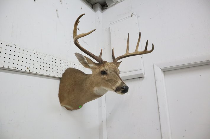 Image for Hidden Treasure Gallery #3072