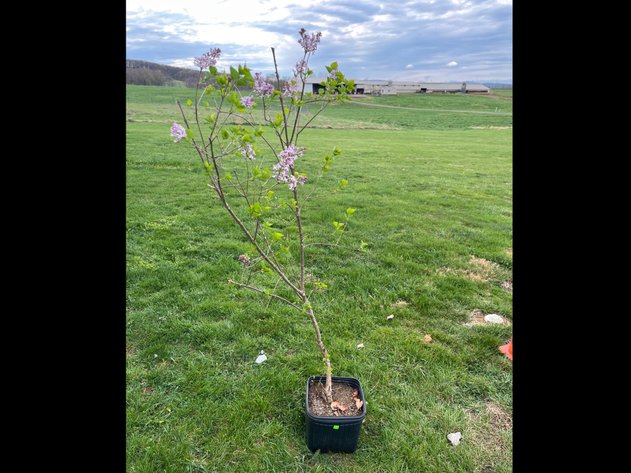 Image for Tinkling Spring Gallery #217