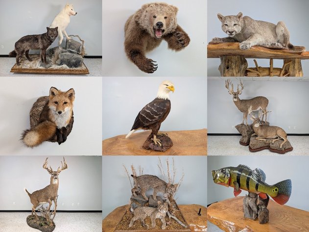 Image for World Class Taxidermy Auction