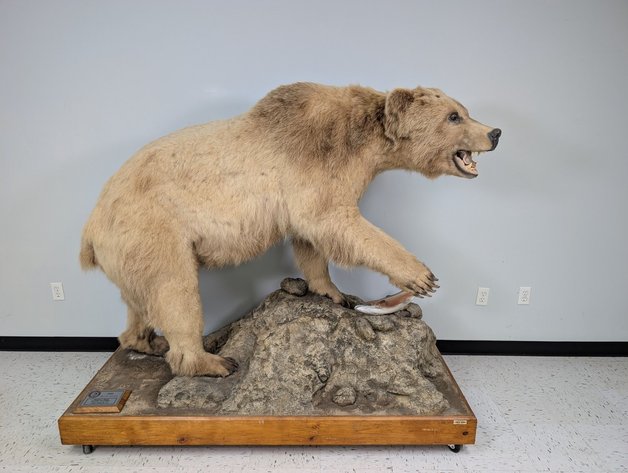 Image for World Class Taxidermy Auction