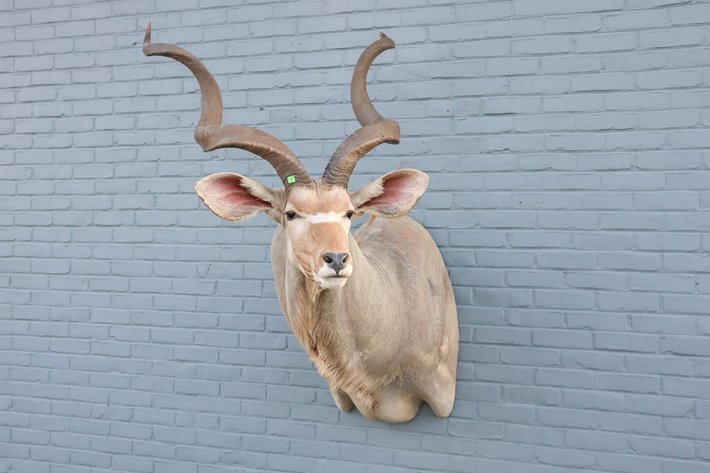 Image for Fly Fishing and Taxidermy Auction