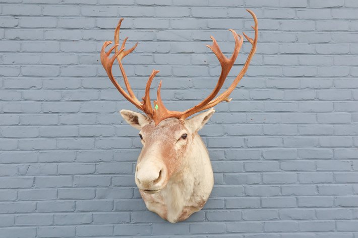 Image for Fly Fishing and Taxidermy Auction