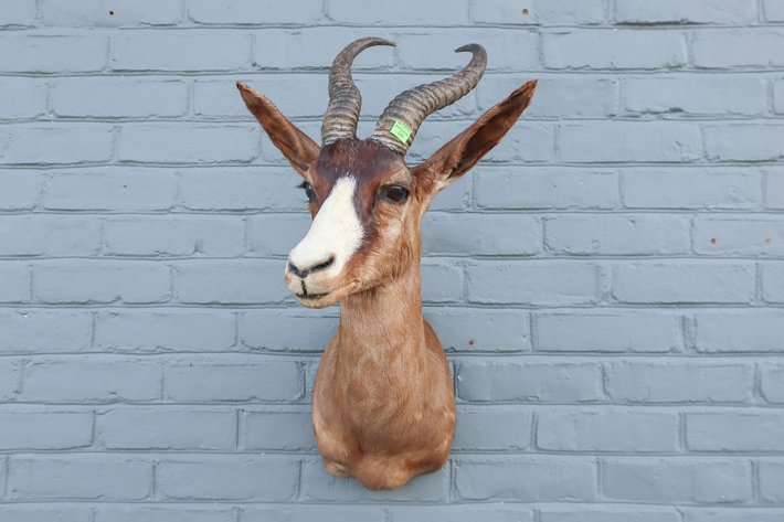 Image for Fly Fishing and Taxidermy Auction