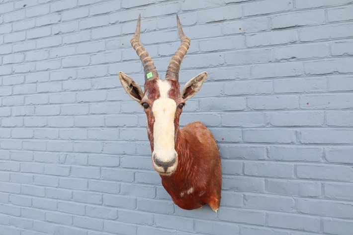 Image for Fly Fishing and Taxidermy Auction