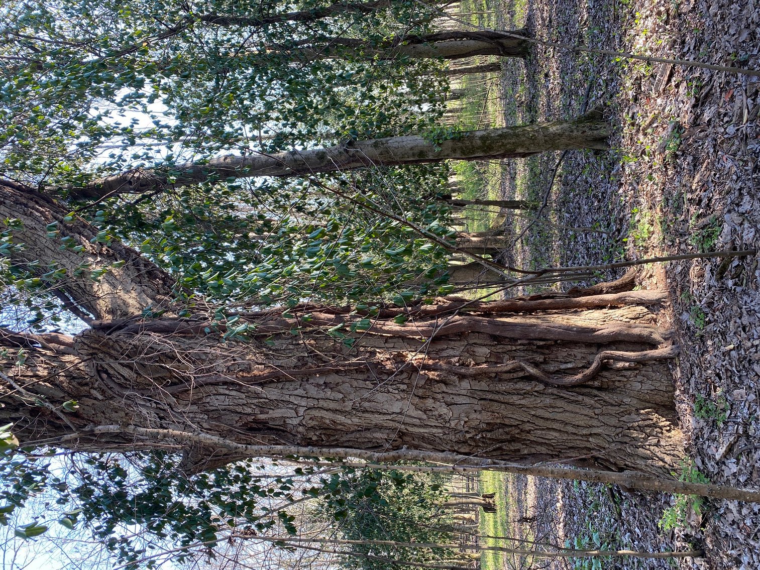 Image for Absolute Estate Auction • 897 S. Franklin ST, Karnak, IL