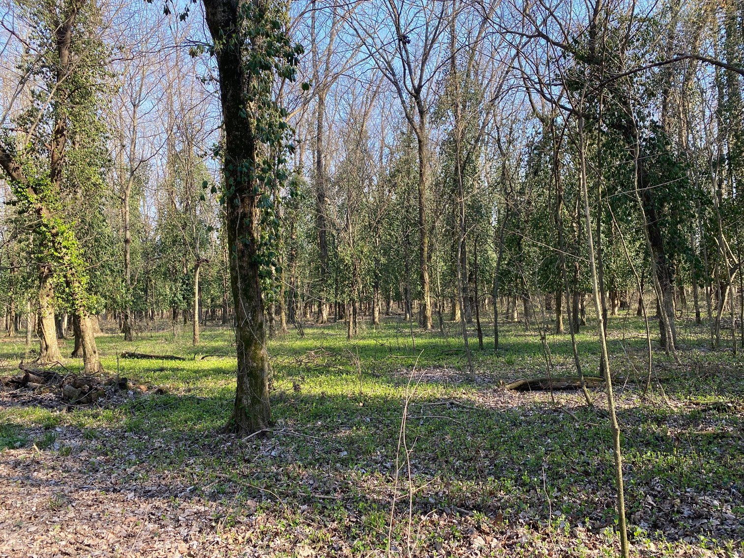 Image for Absolute Estate Auction • 897 S. Franklin ST, Karnak, IL