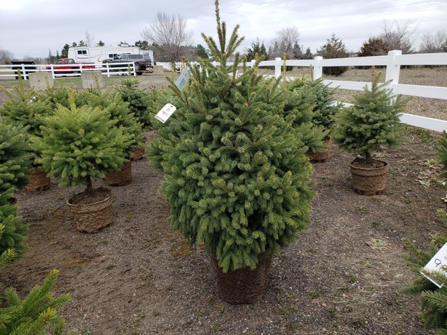 Image for April Trees