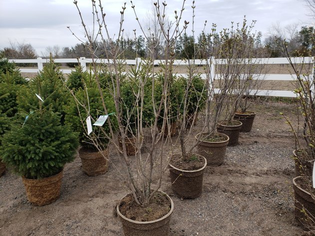 Image for April Trees