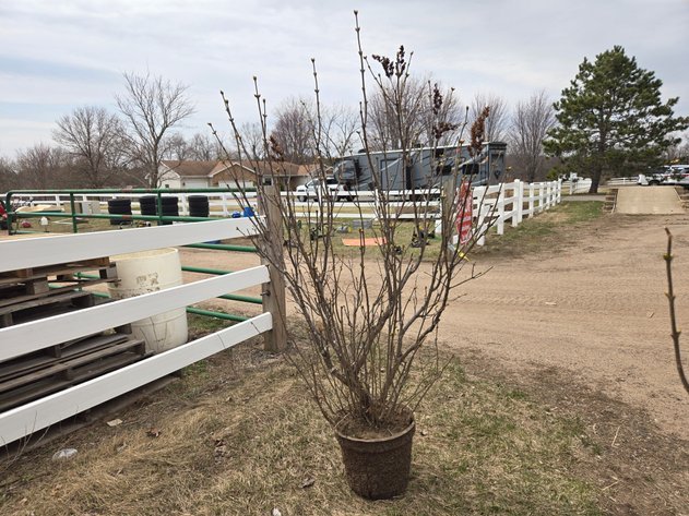 Image for April 2025 Trees